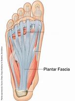 Image result for Mechanics of Plantar Fascia