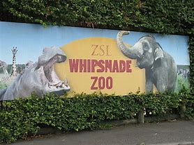 Image result for Whipsnade Zoo Elephants