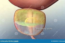 Image result for Prostate Parts