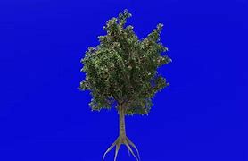 Image result for Kalulot Tree