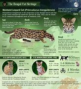 Image result for Leopard Cat From China