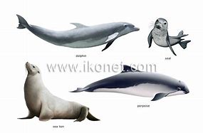 Image result for Medieval Marine Mammals