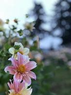 Image result for Apple Blossom Dahlia