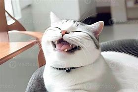 Image result for Smiling Cat and Dog Pictures