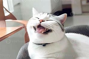 Image result for Cat Smiling Memw