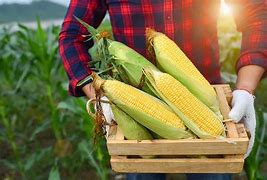 Image result for Corn Harvest Pictures