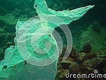 Image result for Floating Plastic Debris