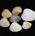 Image result for Corrugated Sea Clam Shell