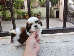 Image result for 12 Week Old Shih Tzu