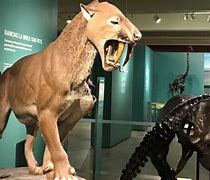 Image result for Sabertooth Tiger Prey