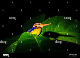 Image result for Blue Kingfisher In Borneo Rainforest