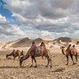 Image result for Gobi Desert Movie