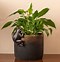 Image result for Frog Plant Hanger