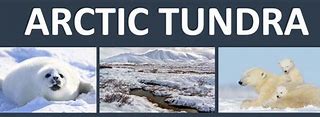 Image result for Arctic Tundra Habitat