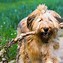 Image result for Shaggy Eared Dog