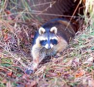 Image result for Wild Raccoon