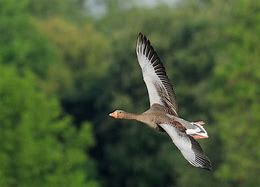 Image result for Greylag Goose Egg Roll