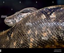 Image result for Blunt Tail Snake