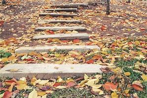 Image result for Leaves On Footpath