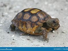 Image result for Baby Gopher Tortoise Tracks