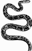 Image result for Snake Black and White Photography