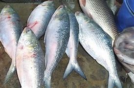 Image result for Nanaguy Fish