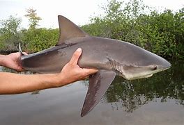 Image result for bull shark size