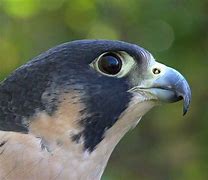 Image result for Fastest Animal Peregrine Falcon