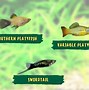 Image result for Baby Platy