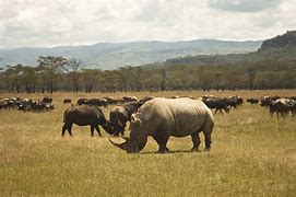 Image result for Lake Nakuru Park