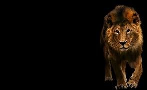 Image result for Leo Wallpaper 4K