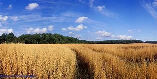 Image result for Field of Oats