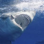 Image result for Shark Blud