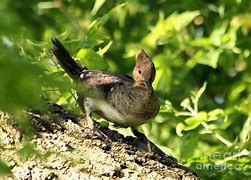 Image result for Immature Male Hooded Merganser