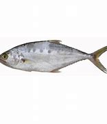 Image result for Charan Malayam Fish