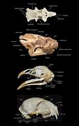 Image result for Bone Identification Separate