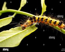 Image result for Tussock Moth Larvae