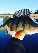 Image result for Saltwater Perch