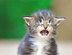 Image result for Crying Kitten