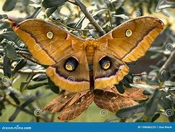 Image result for Female Polyphemus Moth