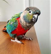 Image result for Conure