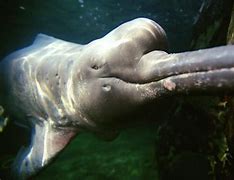 Image result for Needle Nose Dolphin