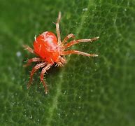 Image result for Red Bird Mites