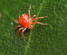 Image result for Little Red Spiders Mites