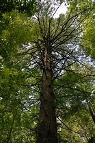 Image result for White Pines Nature Preserve