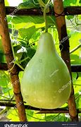 Image result for A Gourd