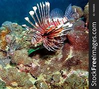 Image result for Lionfish Habitat