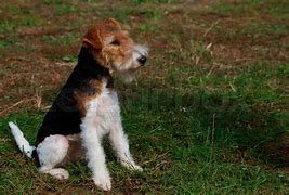 Image result for Baby Fox Terrier