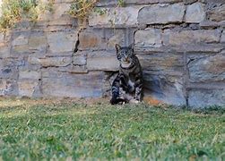 Image result for Cat Paws Walking