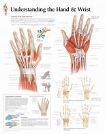 Image result for Hand and Arm Drawing